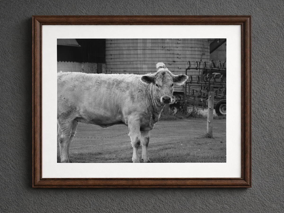 A high-contrast black and white artistic photograph of a cow, showcasing professional composition and lighting.